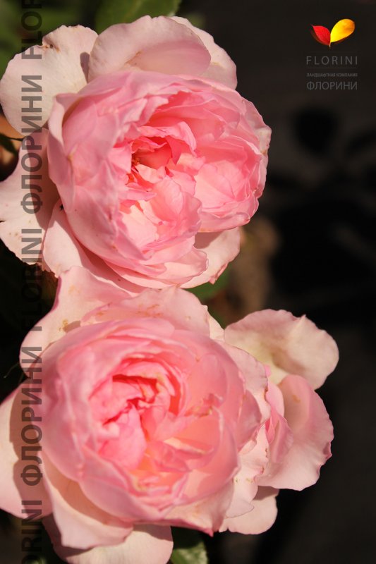 Роза аспирин Роуз (Aspirin Rose)