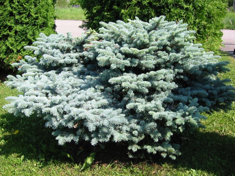 Ель колючая Глаука Глобоза