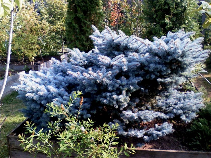 Ель колючая Blaukissen