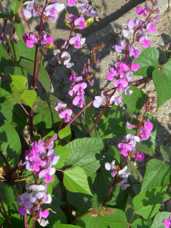 Dolichos biflorus