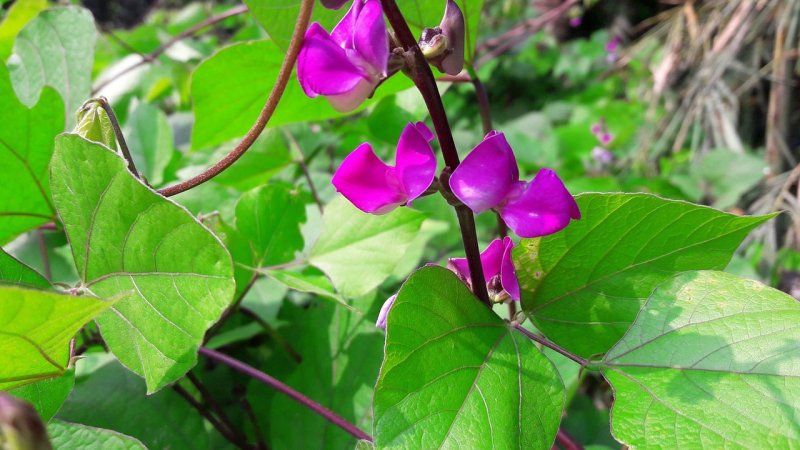 Dolichos biflorus - долихос двухцветковый.