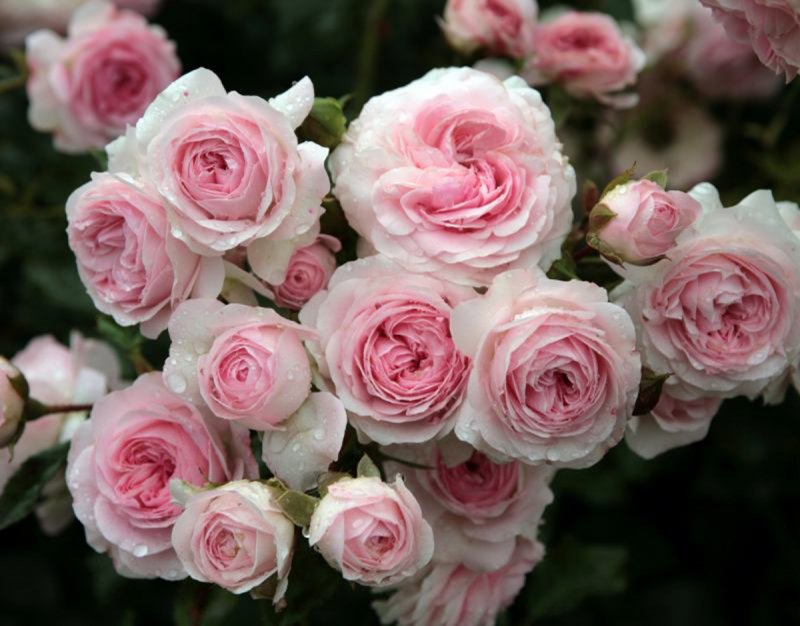 Aspirin Rose (аспирин), Tantau