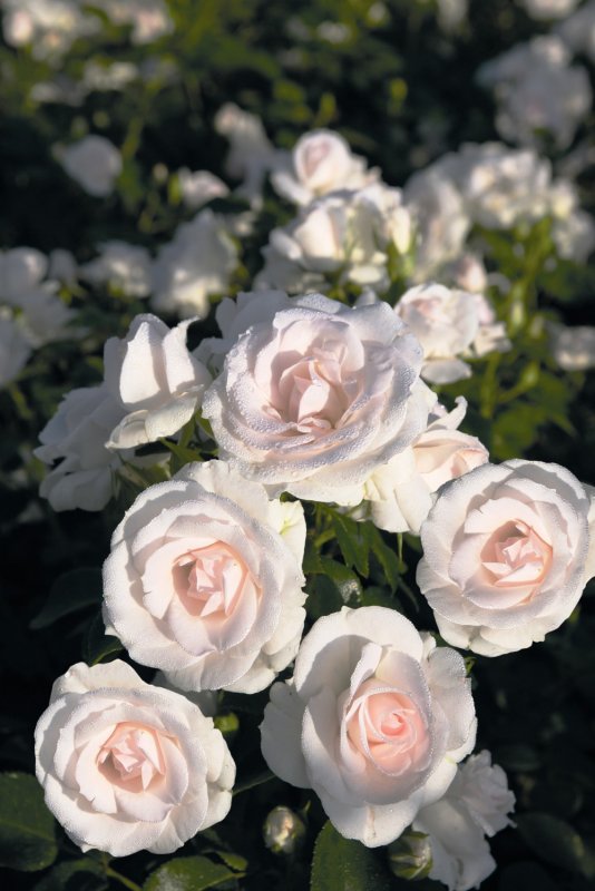 Аспирин Роуз (Aspirin Rose)