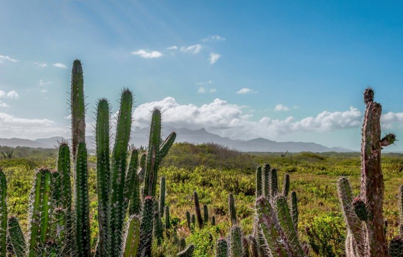 Organ Pipe Cactus