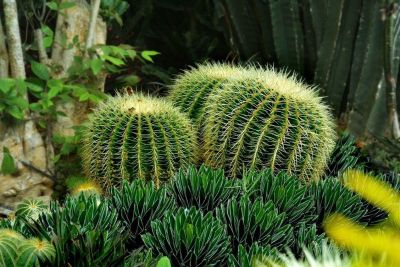 Кактусовые Cactaceae