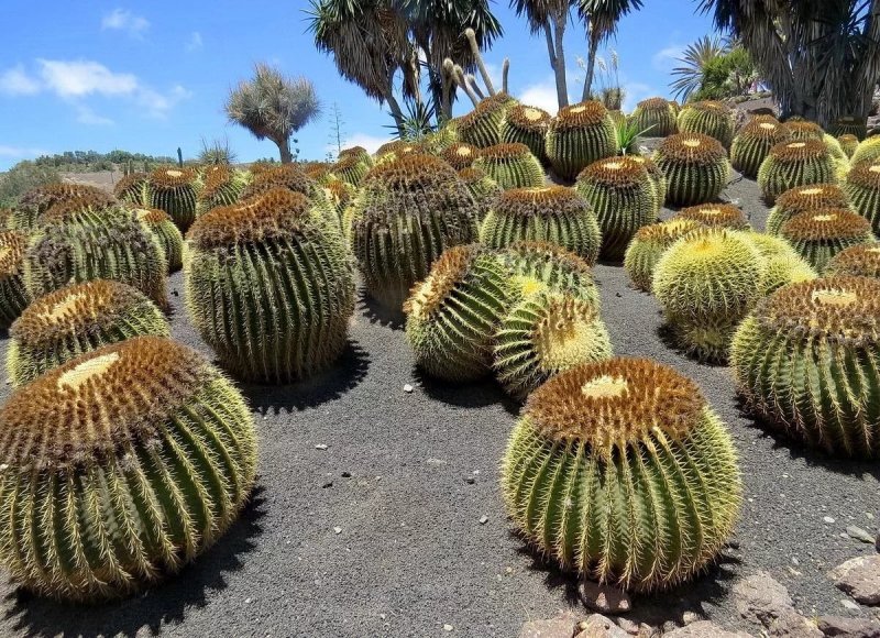 Melocactus Oaxacensis
