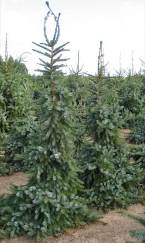 Ель Сербская Пендула Picea omorika