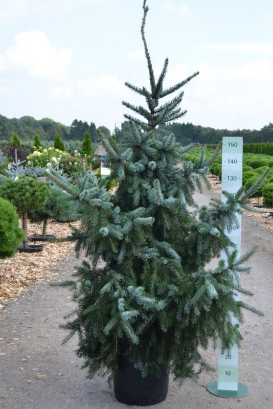 Picea omorika Wodan