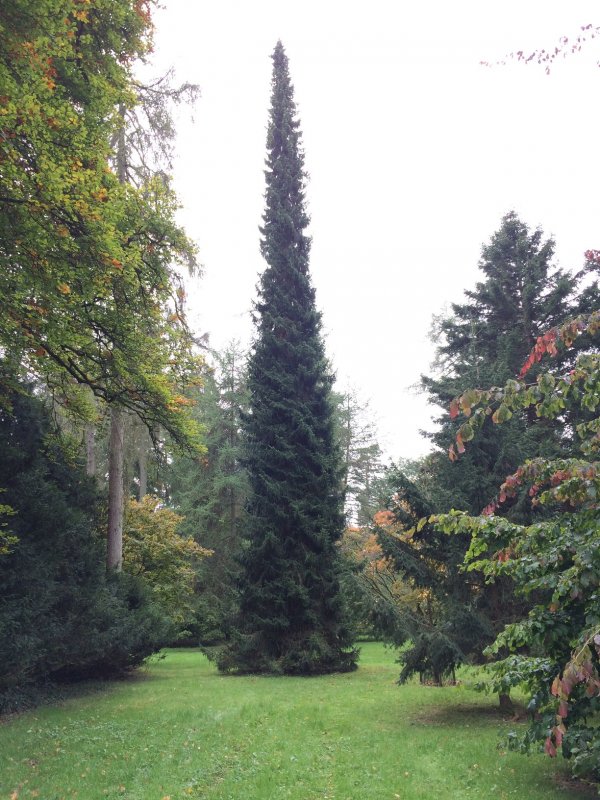 Picea omorika Linda