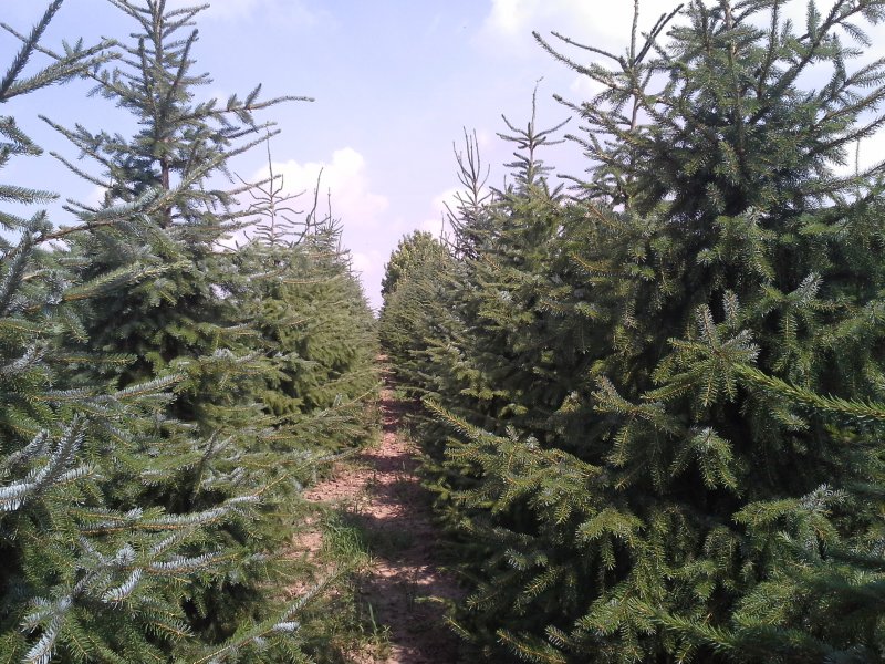 Ель Сербская Picea omorika Roter Austrieb