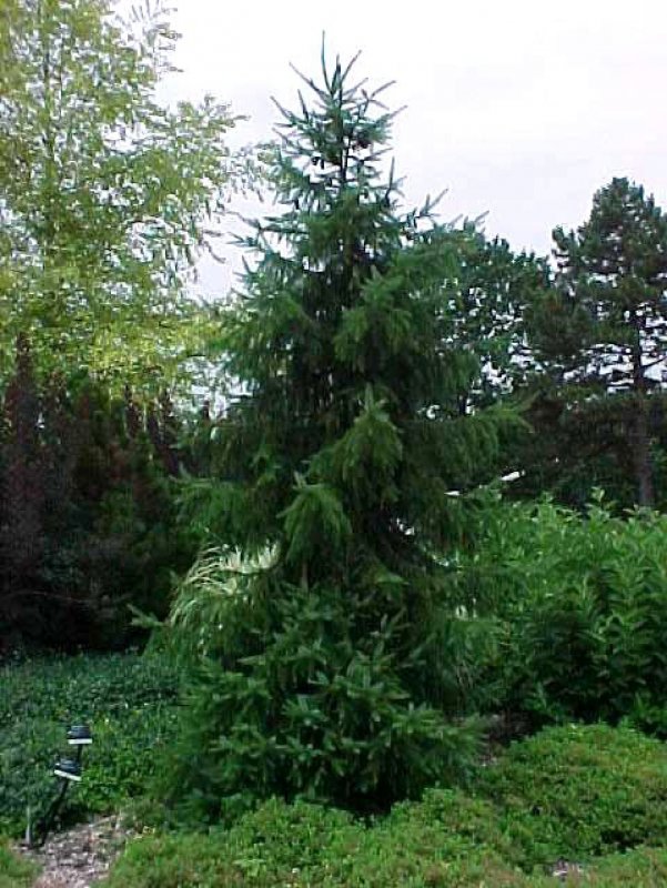 Ель Breweriana