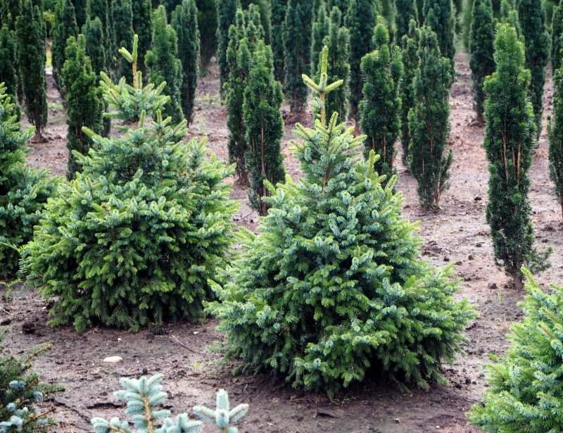 Ель серебристая Picea omorika Austrieb