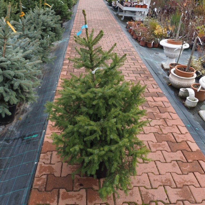 Ель Сербская Picea omorika