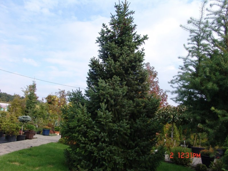 Ель Сербская (ель Балканская) pyramidalis