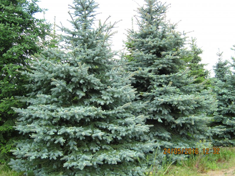 Picea omorika Silberblau
