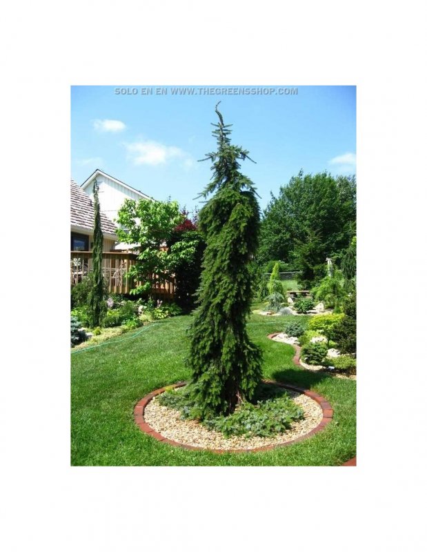 Picea omorika Beskid