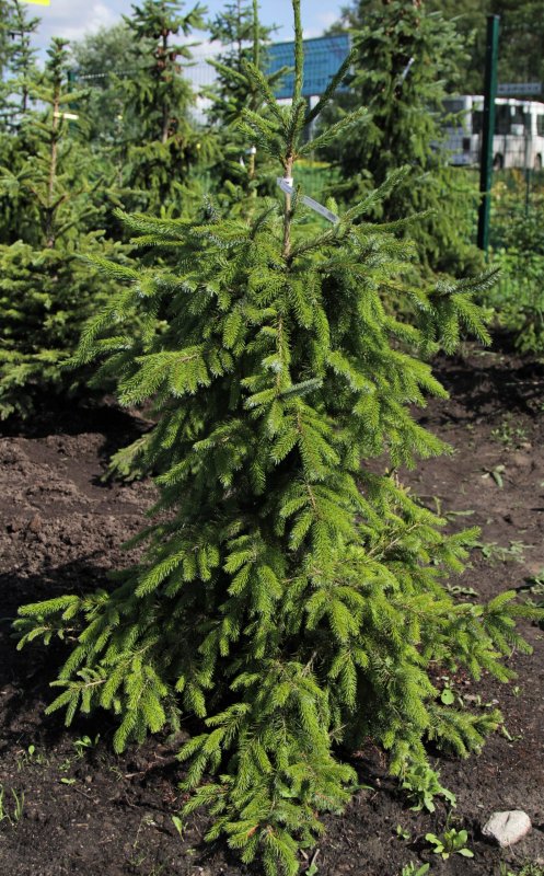 Ель Сербская Picea Оморика