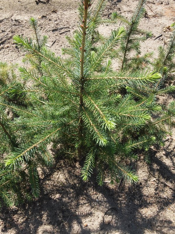 Picea omorika 'Gotelli Weeping'