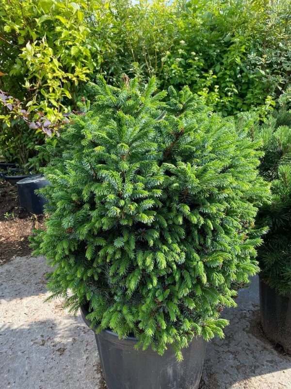 Picea omorika Aurea ель