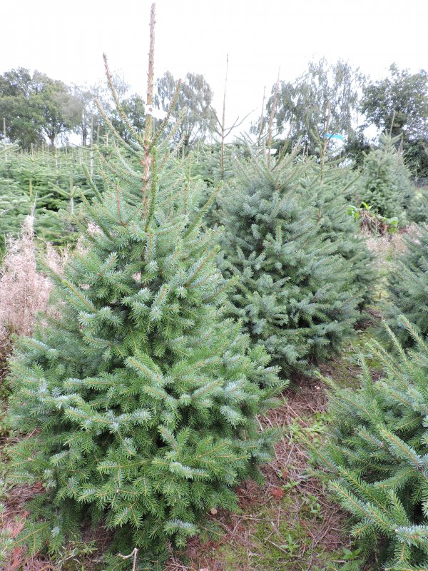 Picea omorika Alexandra