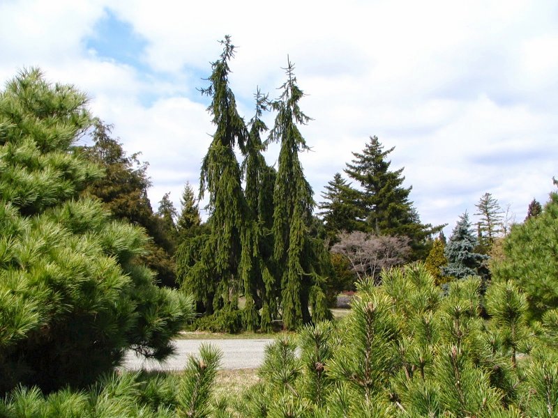 Picea omorika Picobello