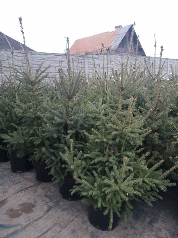 Picea pungens 'Hoopsii 2 метра