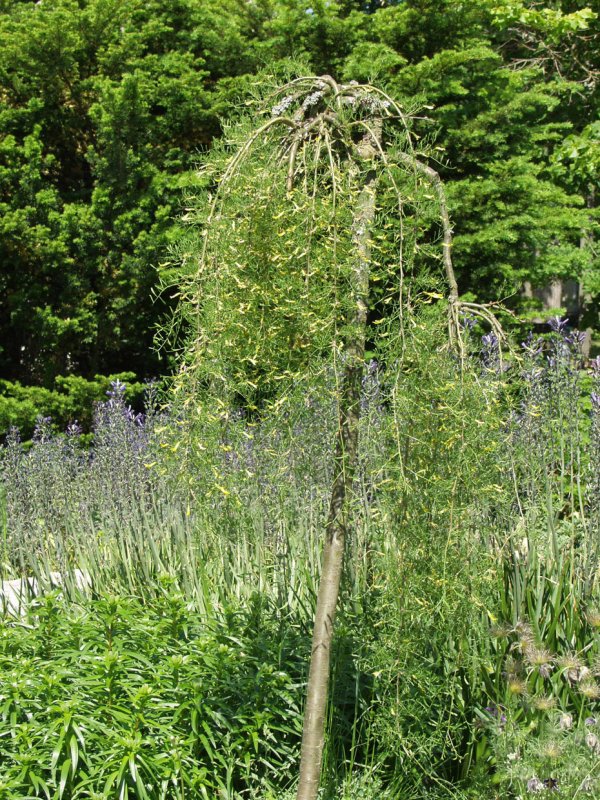 Caragana arborescens 'Walker'