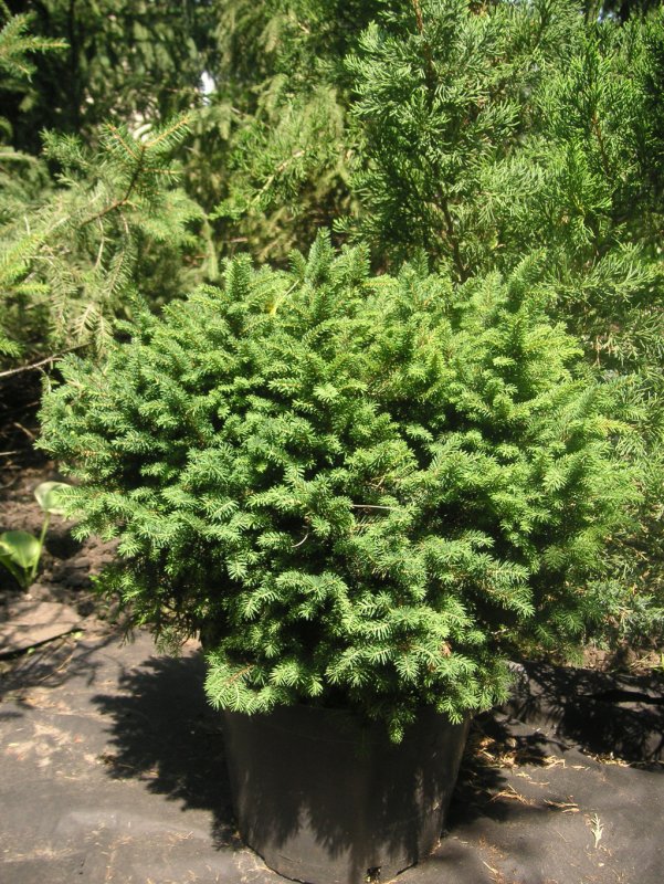 Picea omorika Karel ель