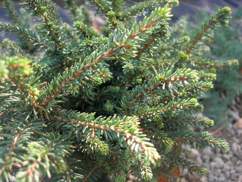 Picea omorika 'rubra'