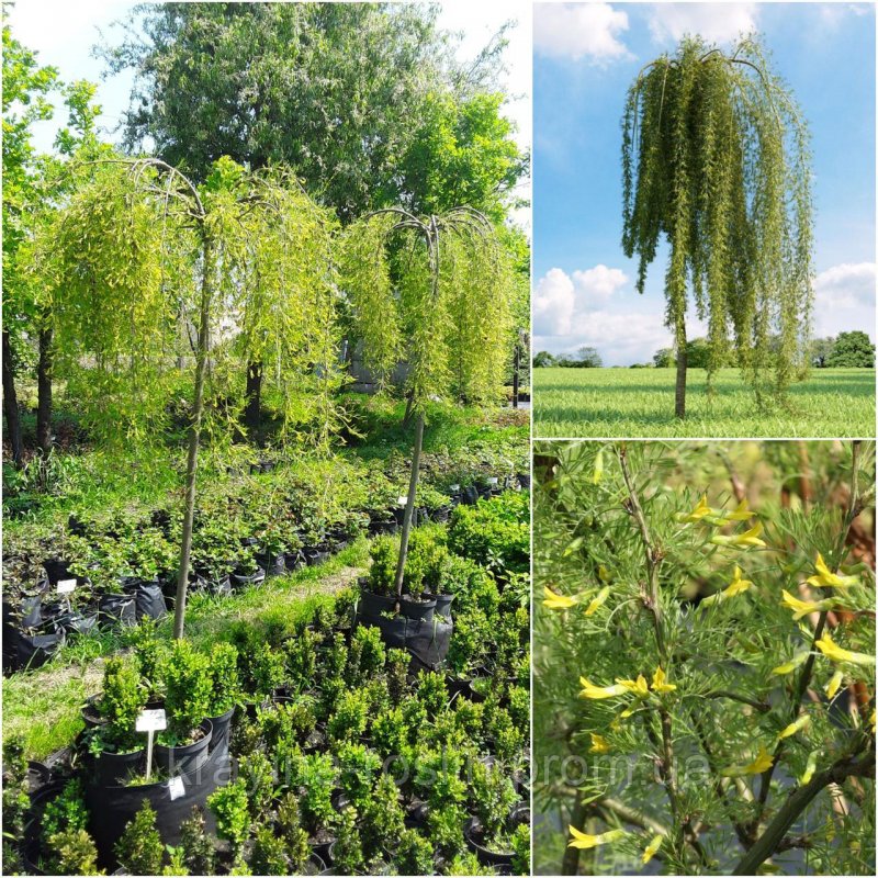 Caragana arborescens 'Walker и гортензии