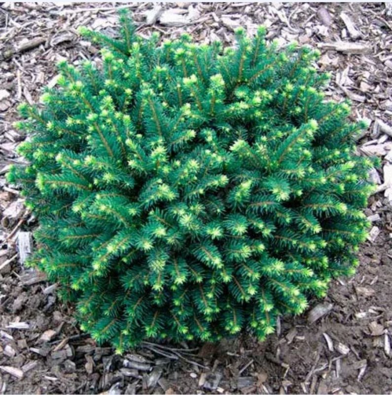 Ель Сербская (Picea omorika Karel