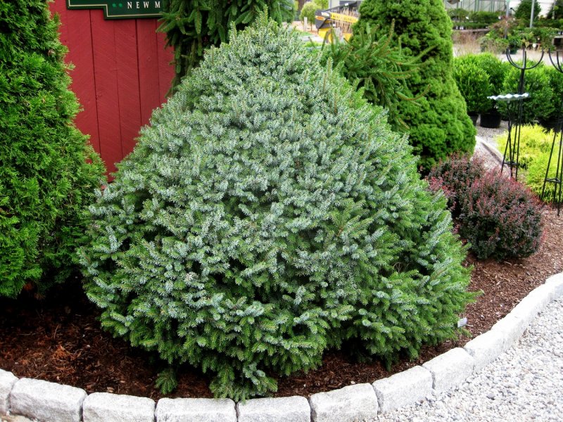 Picea omorika Karel ель