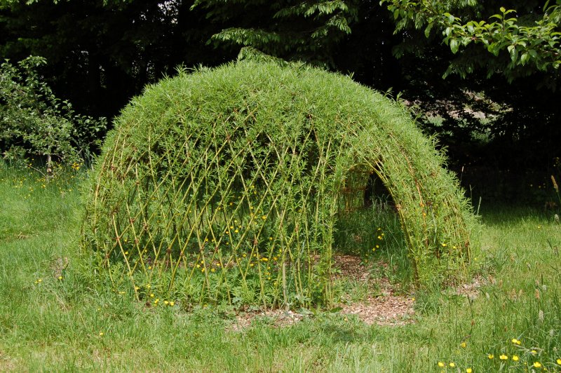Карагана древовидная Caragana arborescens Walker