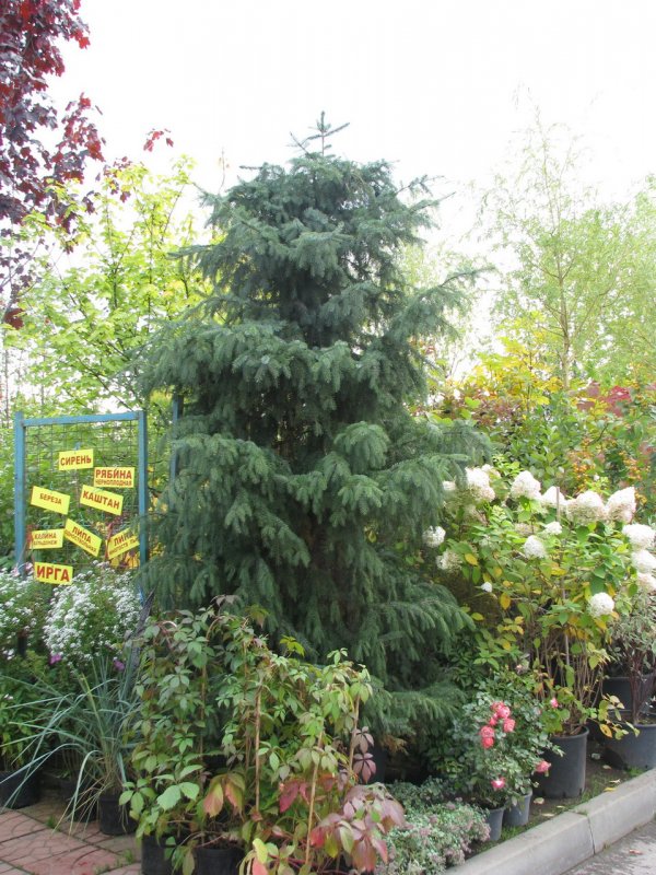 Picea omorika Tremonia