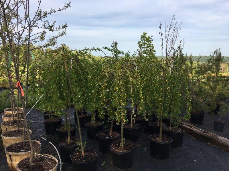 Caragana arborescens 'Nana'