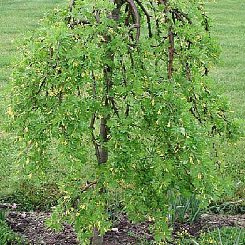 Акация (Карагана) arborescens pendula c5 pa 120-140