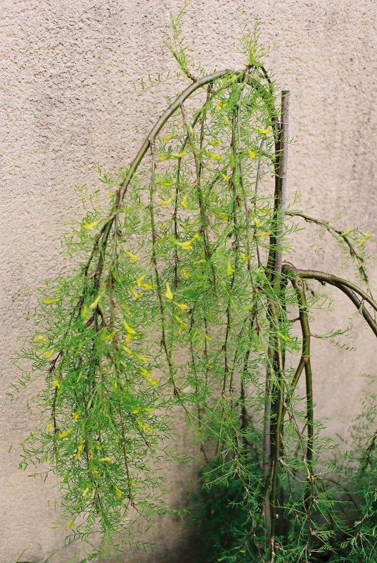 Карагана древовидная Caragana arborescens Walker