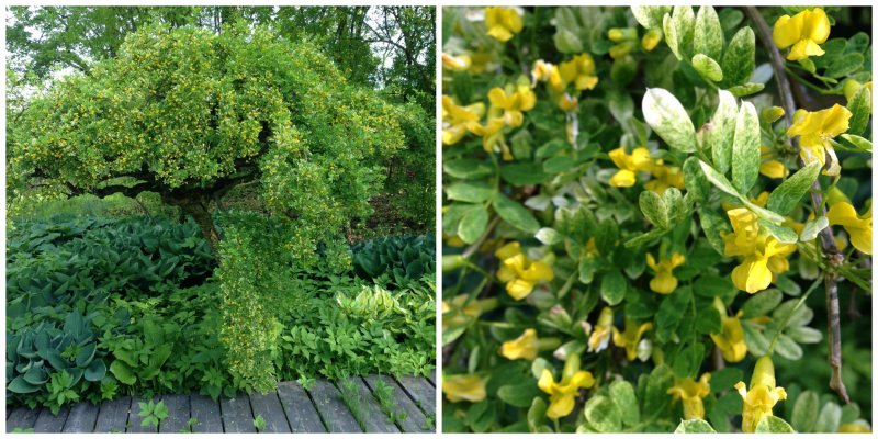 Caragana arborescens Walker c5 180