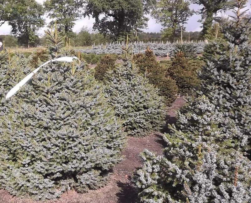 Ель Picea omorika Nana