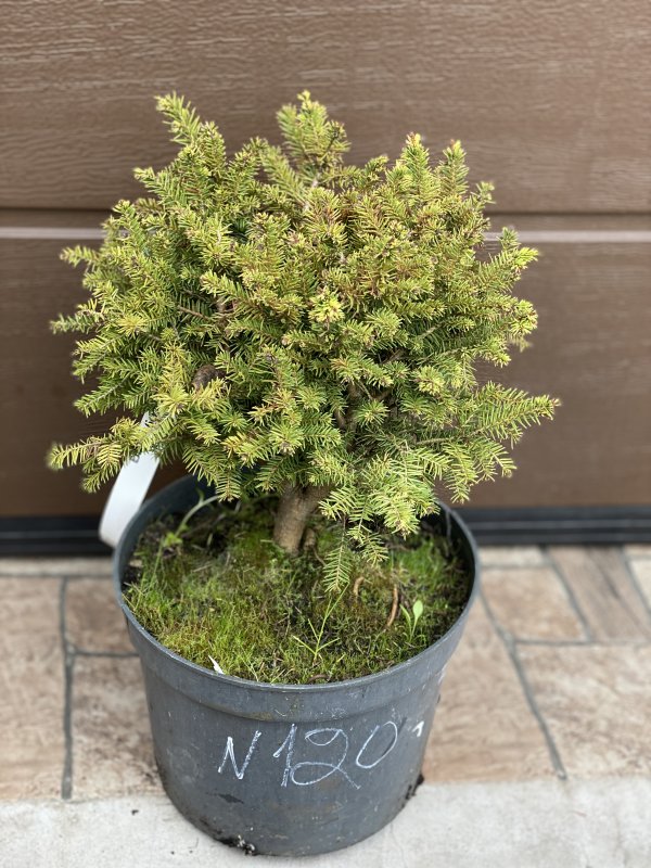 Picea omorika Karel