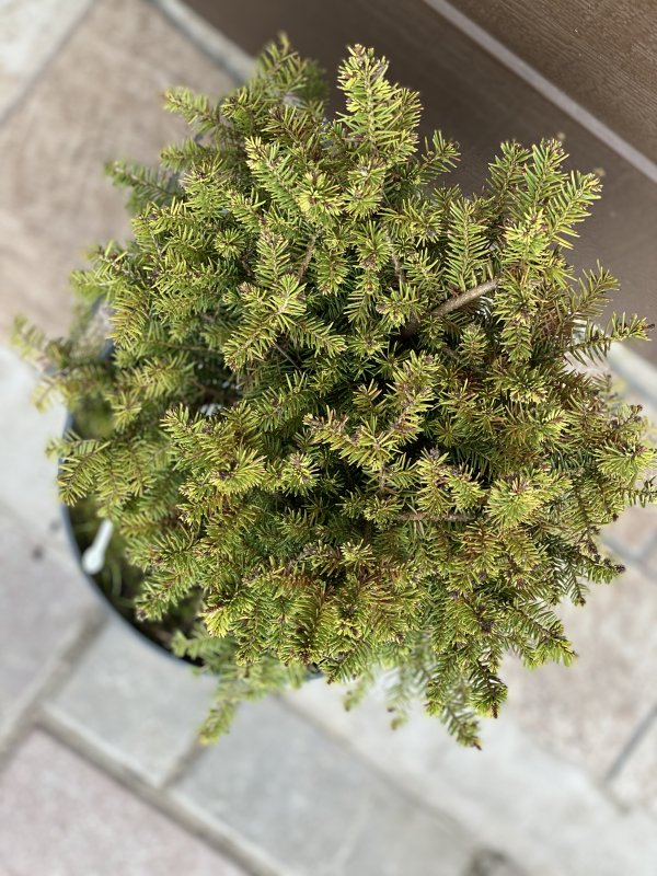 Ель Сербская 'Karel' Picea omorika 'Karel'
