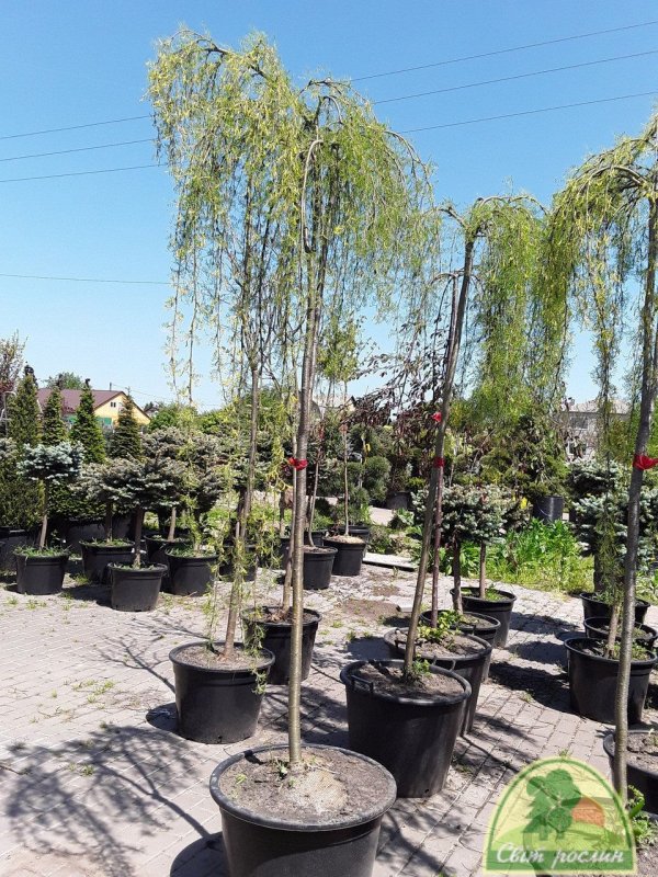 Caragana arborescens Walker штамб