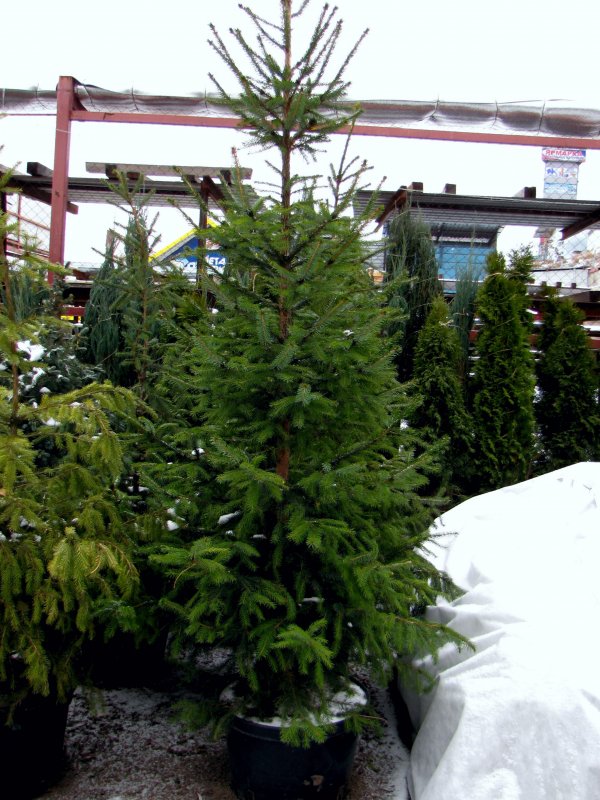Picea omorika Marosz