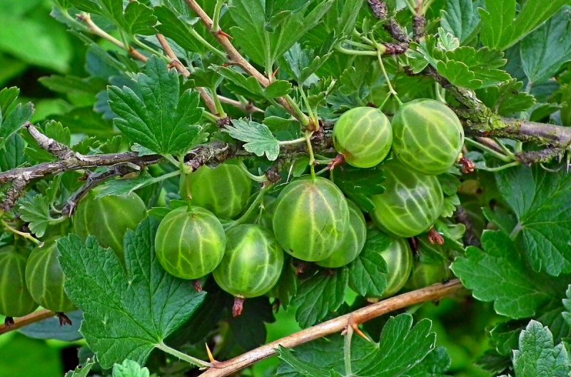 Крыжовник Хиннонмаки Грин ribes UVA-crispa Hinnonmaki Grun