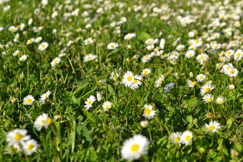 Spring Pixabay