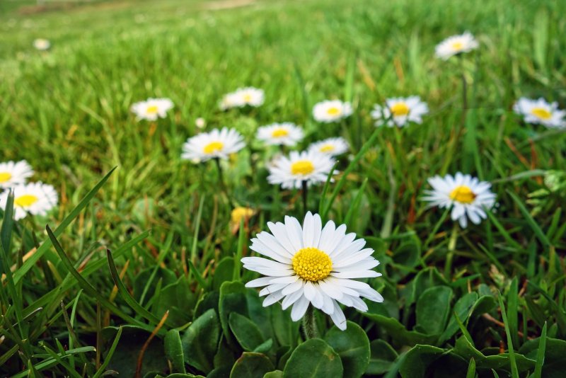 Daisy in the Meadow перевод