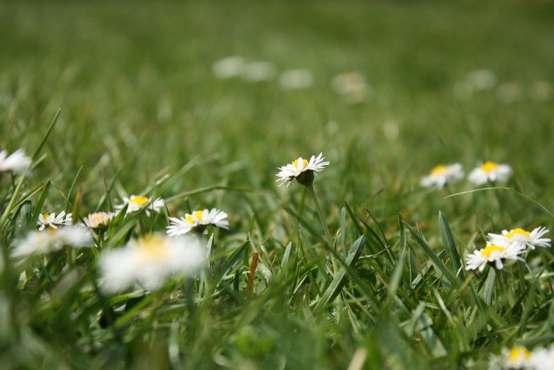 Daisy Bloom