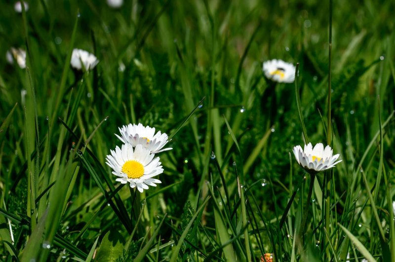 Газон с маргаритками Green Meadow