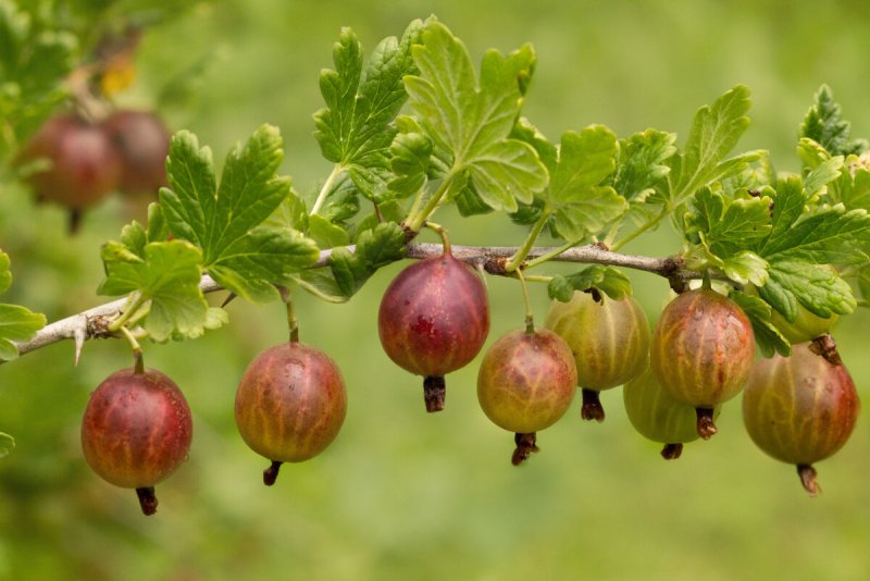 Gooseberry ягода