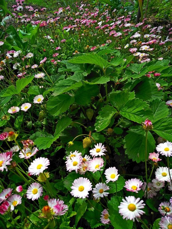 Bellis perennis в таблетках